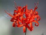 Nerine Fothergillii Minor